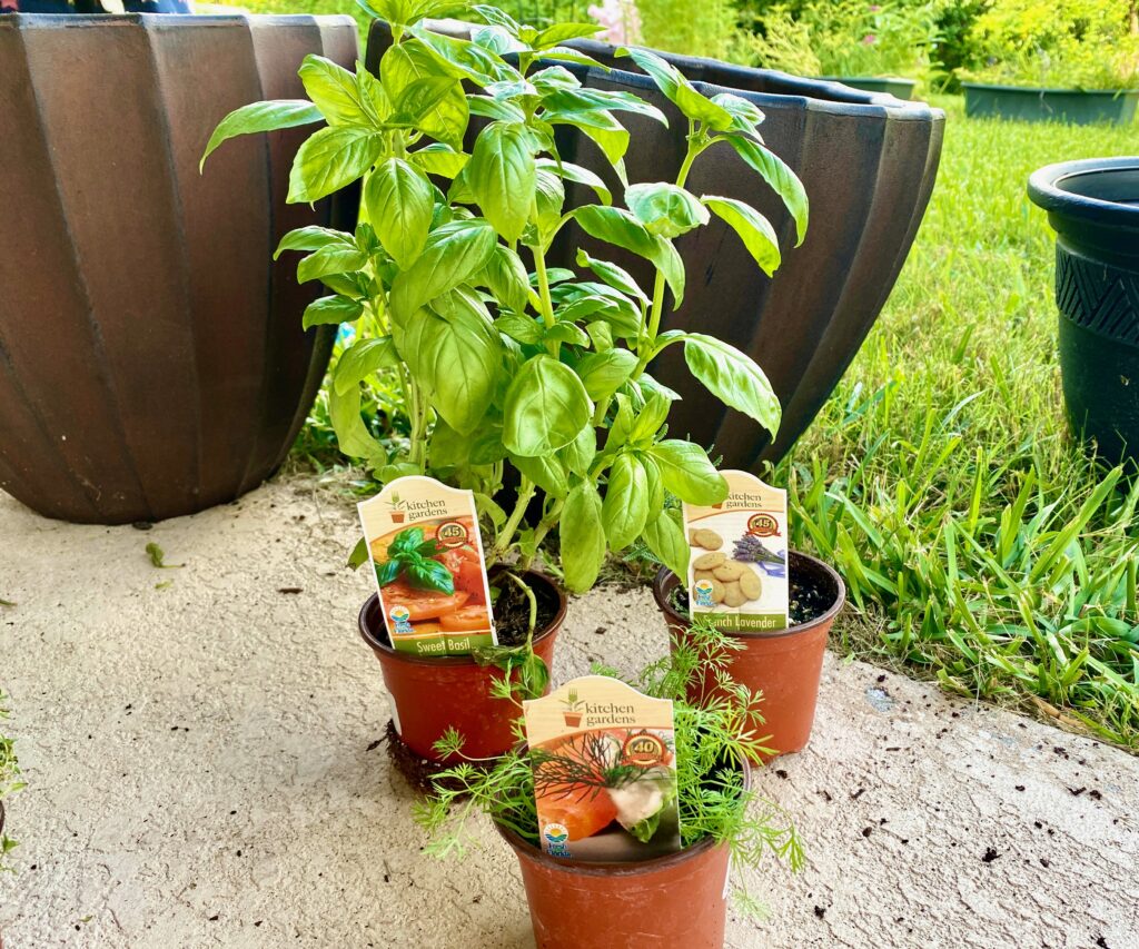 Basil, English Lavender, and Dill basil, dill, and english lavender for potted herb garden for a small space in Florida