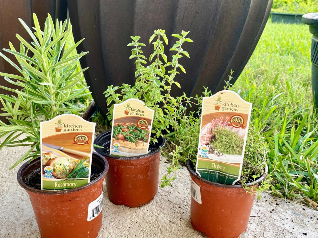 Rosemary, Oregano, Thyme for potted herb garden Rosemary, Oregano, Thyme for potted herb garden in small space in florida