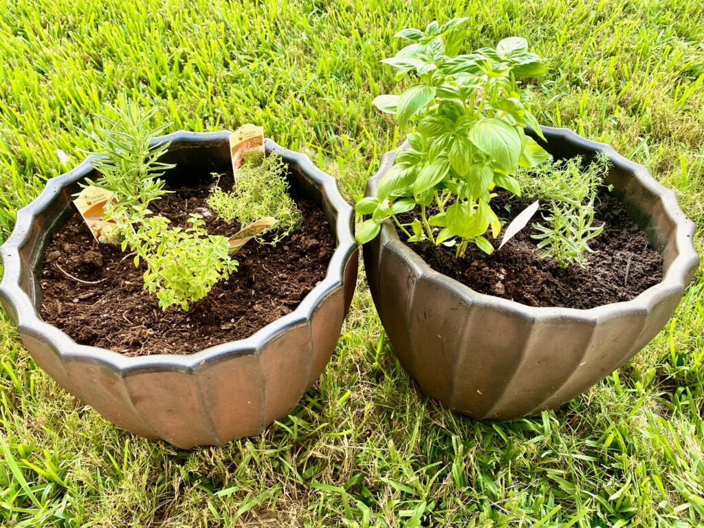 Potted Herbs for The Florida Homestead six herbs planted in two pots for a small herb garden in containers