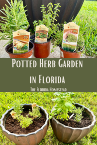 Potted Herb Garden in Florida